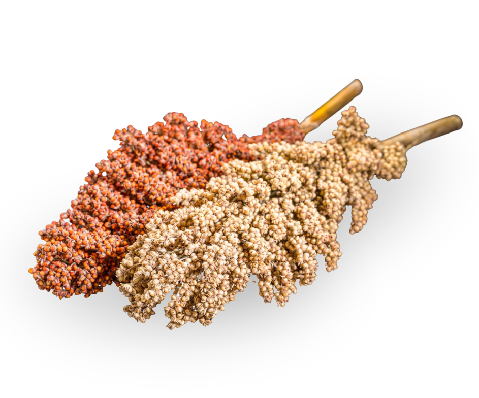 Organic Sorghum